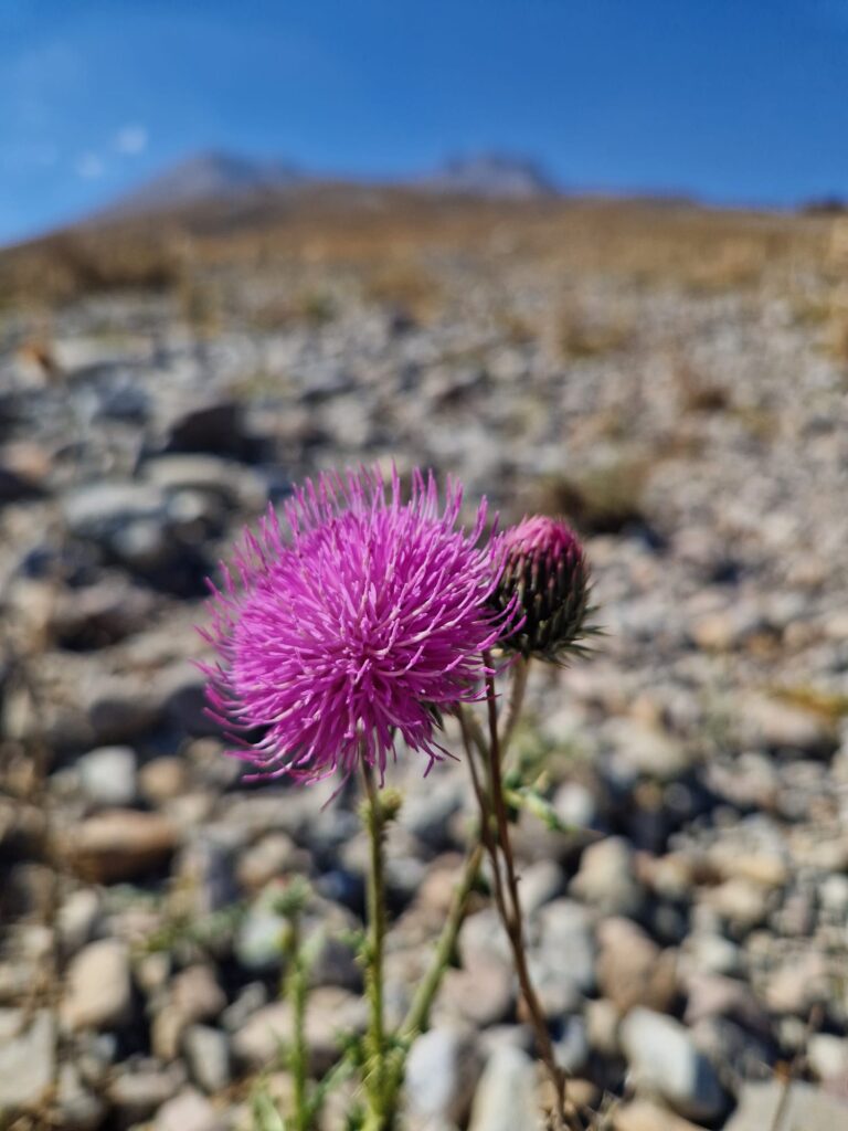 Erciyes Endemik Bitkileri