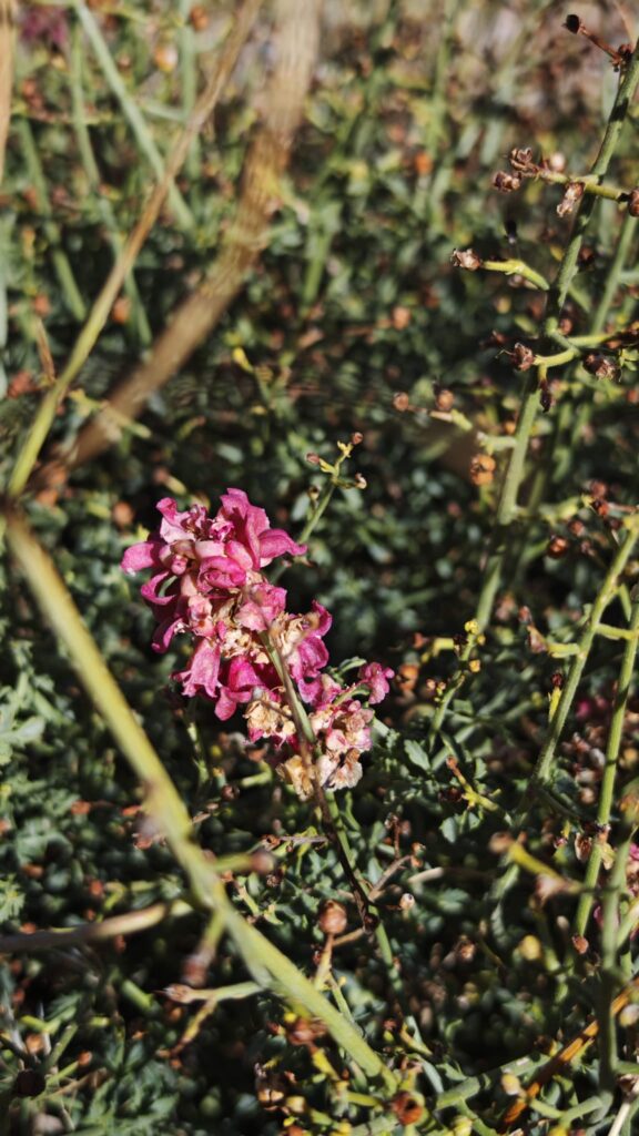 Erciyes Endemik Bitkileri