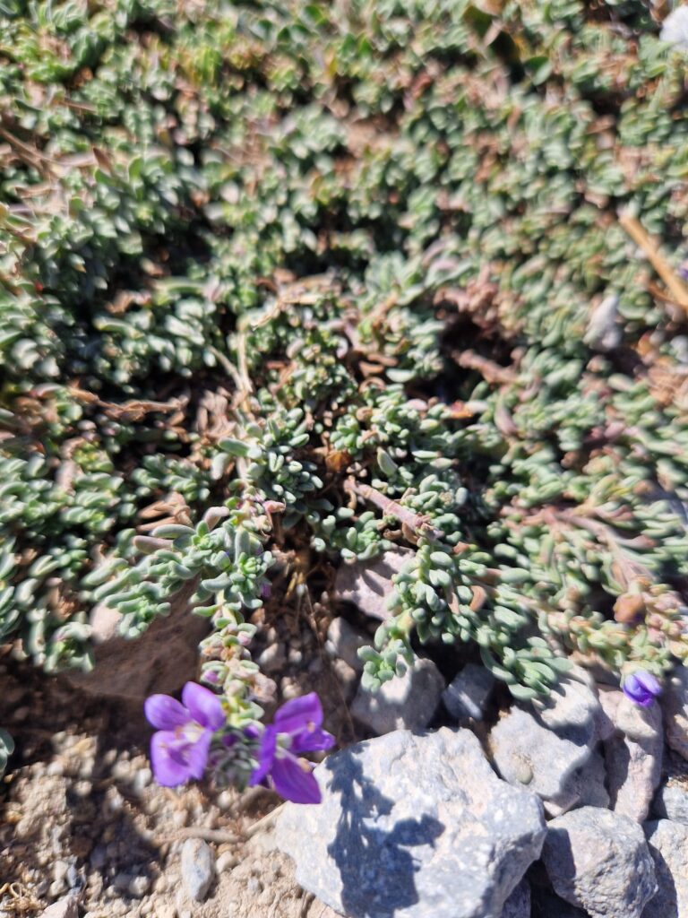 Erciyes Endemik Bitkileri