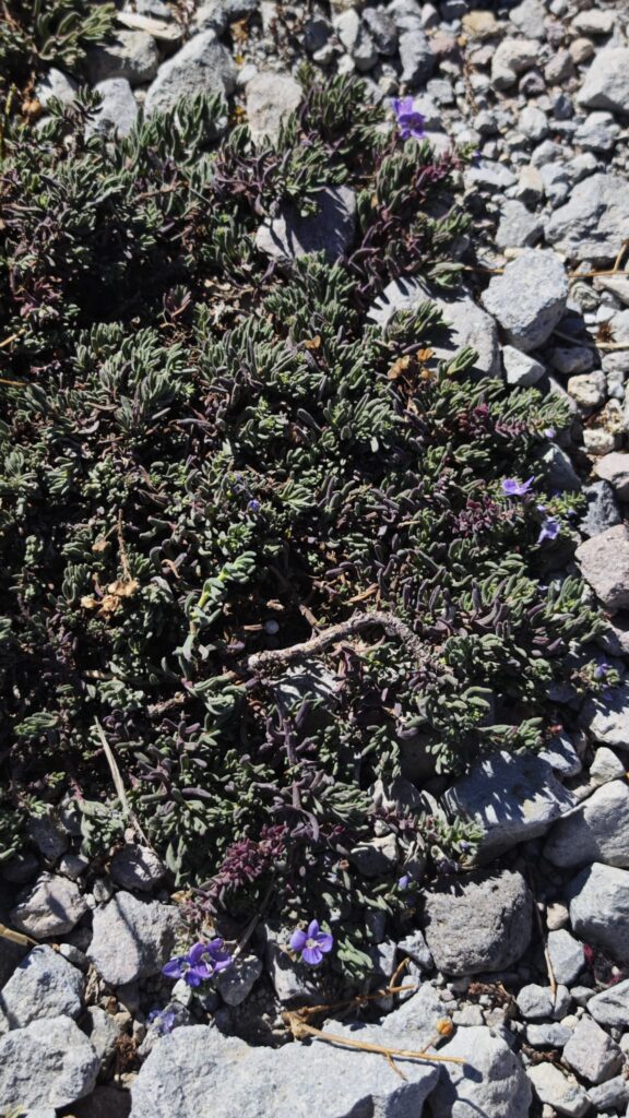 Erciyes Endemik Bitkileri