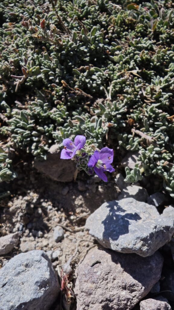 Erciyes Endemik Bitkileri